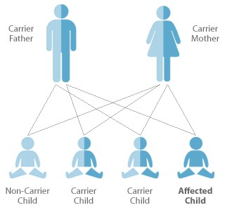 Image depicting a chart of a carrier father and a carrier mother, with lines leading to 1 non-carrier child, 2 carrier children, and 1 affected child.